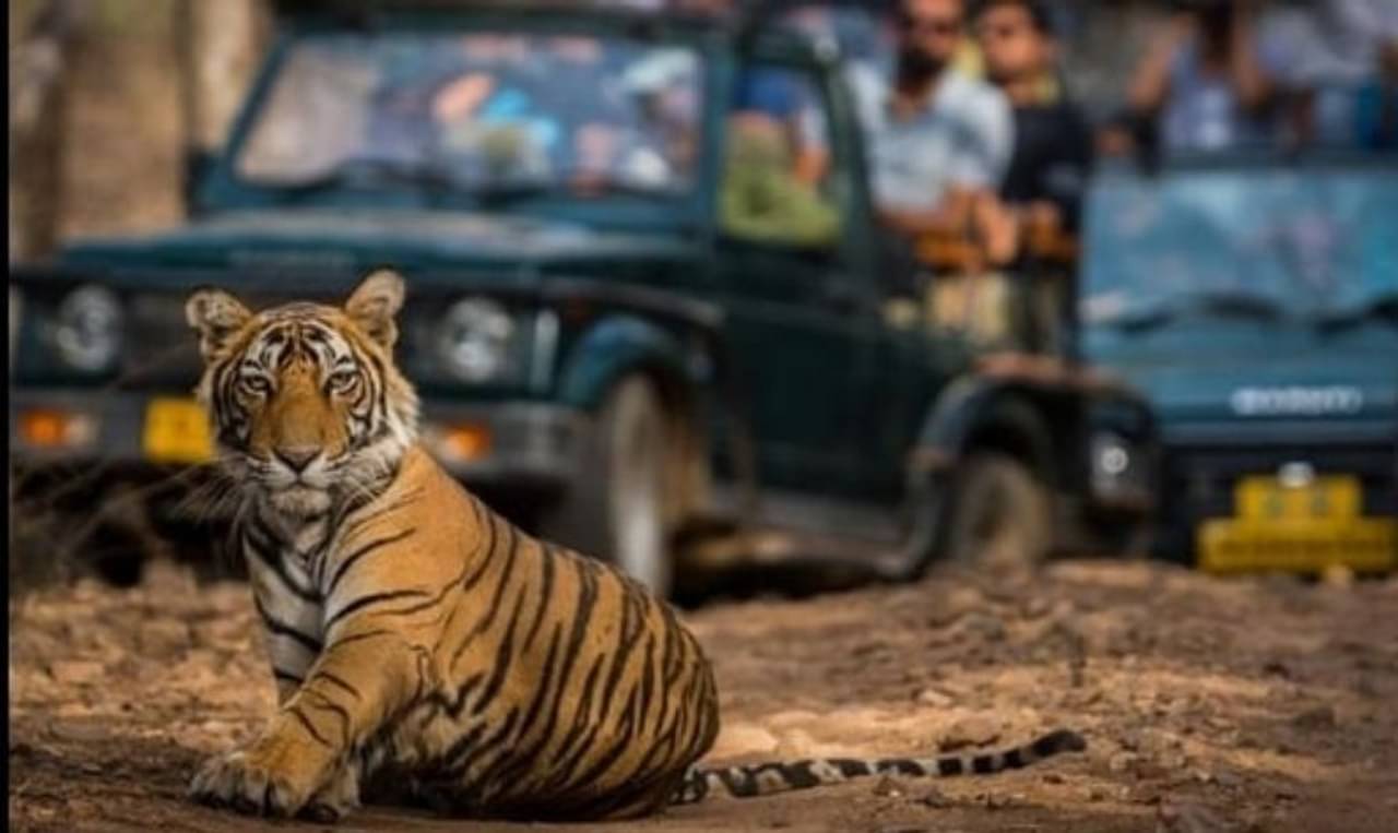 Uttarakhand: এবার সারা বছরের জন্য খুলে দেওয়া হল বিখ্যাত রাজাজী টাইগার রিজার্ভ!