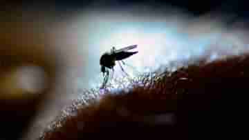 Dengue: বাড়ছে ডেঙ্গি-ম্যালেরিয়ার প্রকোপ! রক্তে প্লেটলেটের বৃদ্ধিতে কোন কোন খাবার খাবেন, জেনে নিন