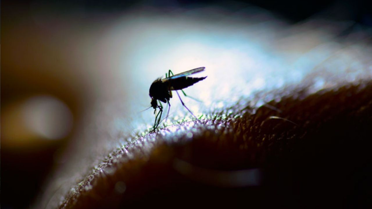Dengue: বাড়ছে ডেঙ্গি-ম্যালেরিয়ার প্রকোপ! রক্তে প্লেটলেটের বৃদ্ধিতে কোন কোন খাবার খাবেন, জেনে নিন