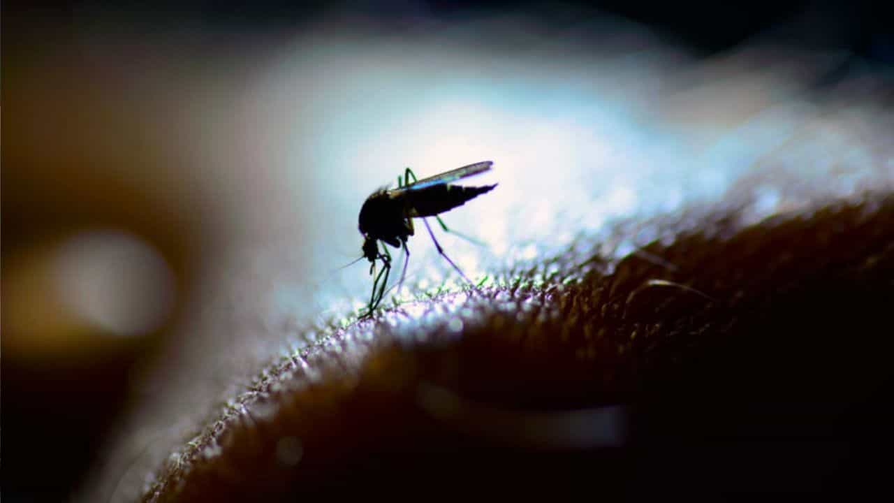 Dengue: বাড়ছে ডেঙ্গি-ম্যালেরিয়ার প্রকোপ! রক্তে প্লেটলেটের বৃদ্ধিতে কোন কোন খাবার খাবেন, জেনে নিন Dengue: বাড়ছে ডেঙ্গি-ম্যালেরিয়ার প্রকোপ! রক্তে প্লেটলেটের বৃদ্ধিতে কোন কোন খাবার খাবেন, জেনে নিন