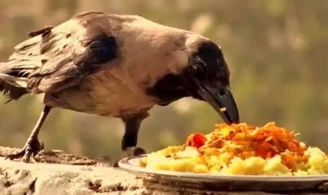Pitri Paksha 2021: শ্রাদ্ধে কাকের উপস্থিতি এত গুরুত্ব পায় কেন, জানেন?