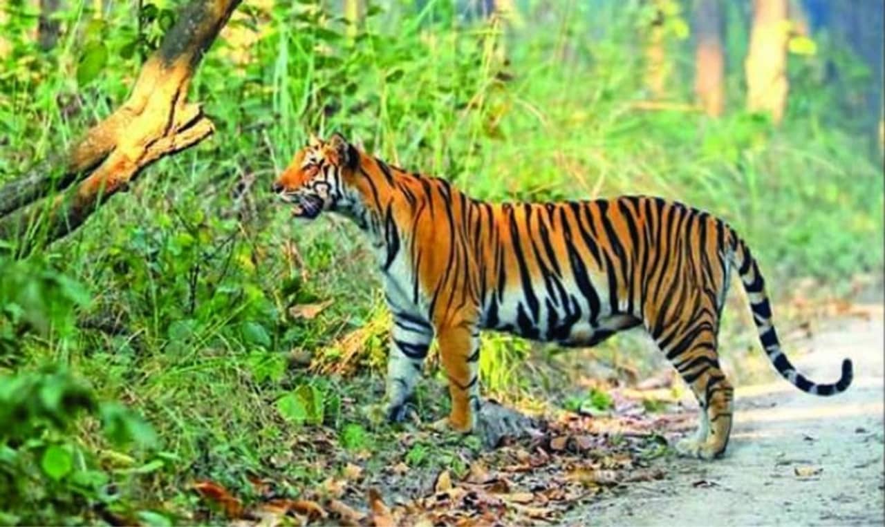 Dudhwa Tiger Reserve: খুব শীঘ্র দুধওয়া টাইগার রিজার্ভে চালু হবে ভিস্তাডোম কোচ! উত্‍সবের মরসুমে বড় সিদ্ধান্ত রেলের