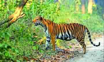 Dudhwa Tiger Reserve: খুব শীঘ্র দুধওয়া টাইগার রিজার্ভে চালু হবে ভিস্তাডোম কোচ! উত্‍সবের মরসুমে বড় সিদ্ধান্ত রেলের