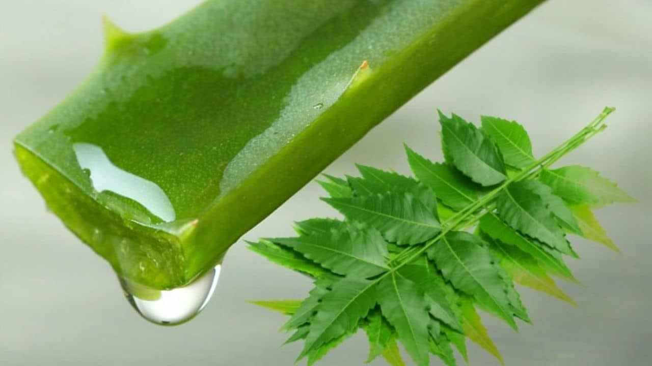 Skin Care Tips: বর্ষাকালে ত্বককে বিভিন্ন সংক্রমণের হাত থেকে রক্ষা করতে এই দুটি প্রাকৃতিক উপাদান অবশ্যই ব্যবহার করুন...