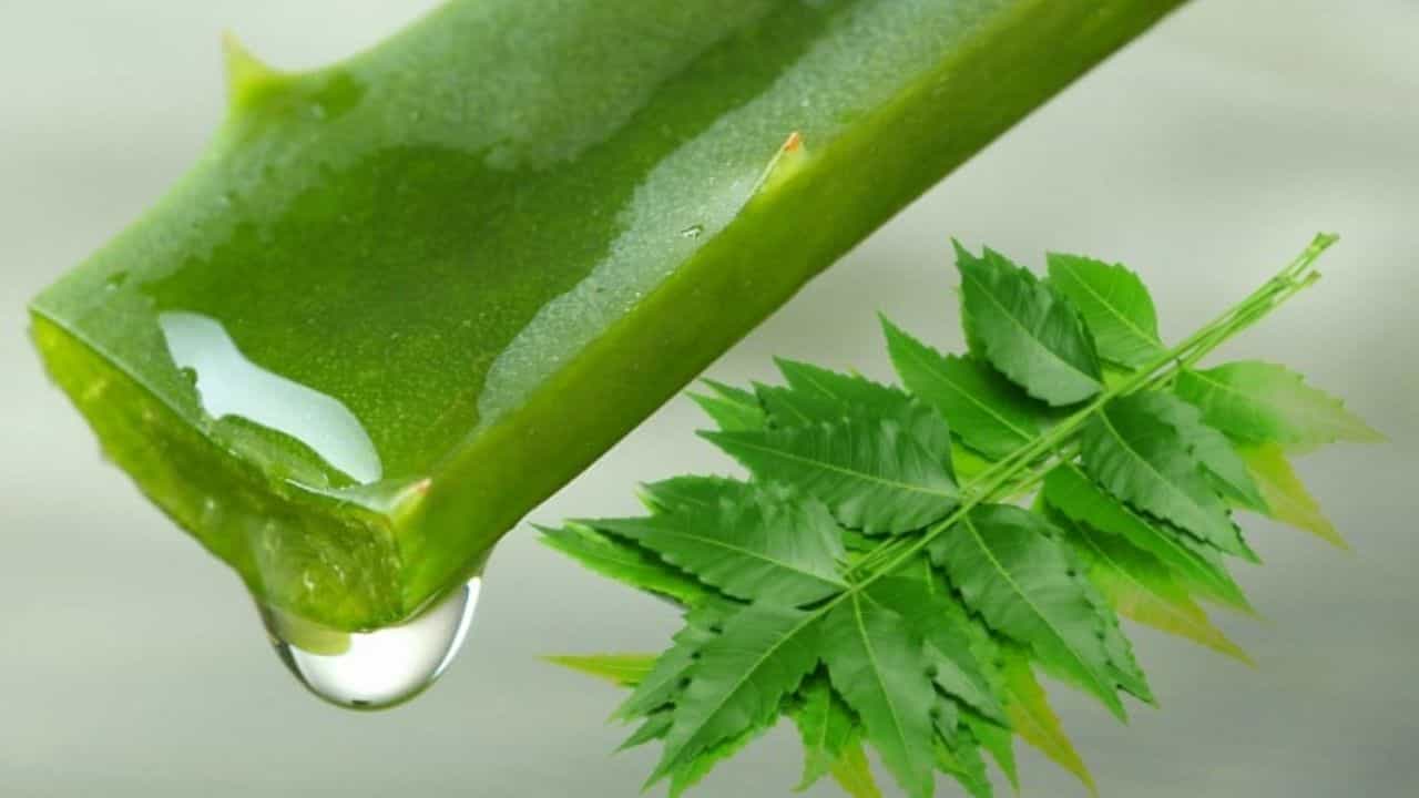 Skin Care Tips: বর্ষাকালে ত্বককে বিভিন্ন সংক্রমণের হাত থেকে রক্ষা করতে এই দুটি প্রাকৃতিক উপাদান অবশ্যই ব্যবহার করুন... Skin Care Tips: বর্ষাকালে ত্বককে বিভিন্ন সংক্রমণের হাত থেকে রক্ষা করতে এই দুটি প্রাকৃতিক উপাদান অবশ্যই ব্যবহার করুন...