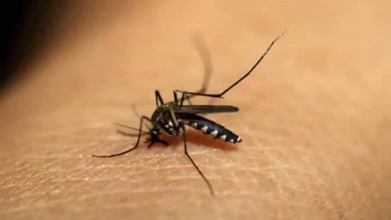 Dengue Prevention: ডেঙ্গুর জ্বর থেকে নিজেকে সুরক্ষিত রাখার জন্য এই স্বাস্থ্যবিধিগুলো অবশ্যই মেনে চলুন... Dengue Prevention: ডেঙ্গুর জ্বর থেকে নিজেকে সুরক্ষিত রাখার জন্য এই স্বাস্থ্যবিধিগুলো অবশ্যই মেনে চলুন...