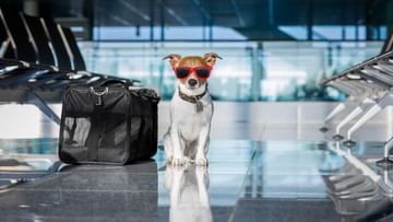 Dog Lover: 'সঙ্গী' কুকুরের জন্য গোটা বিজনেস ক্লাস বুক করা হল!