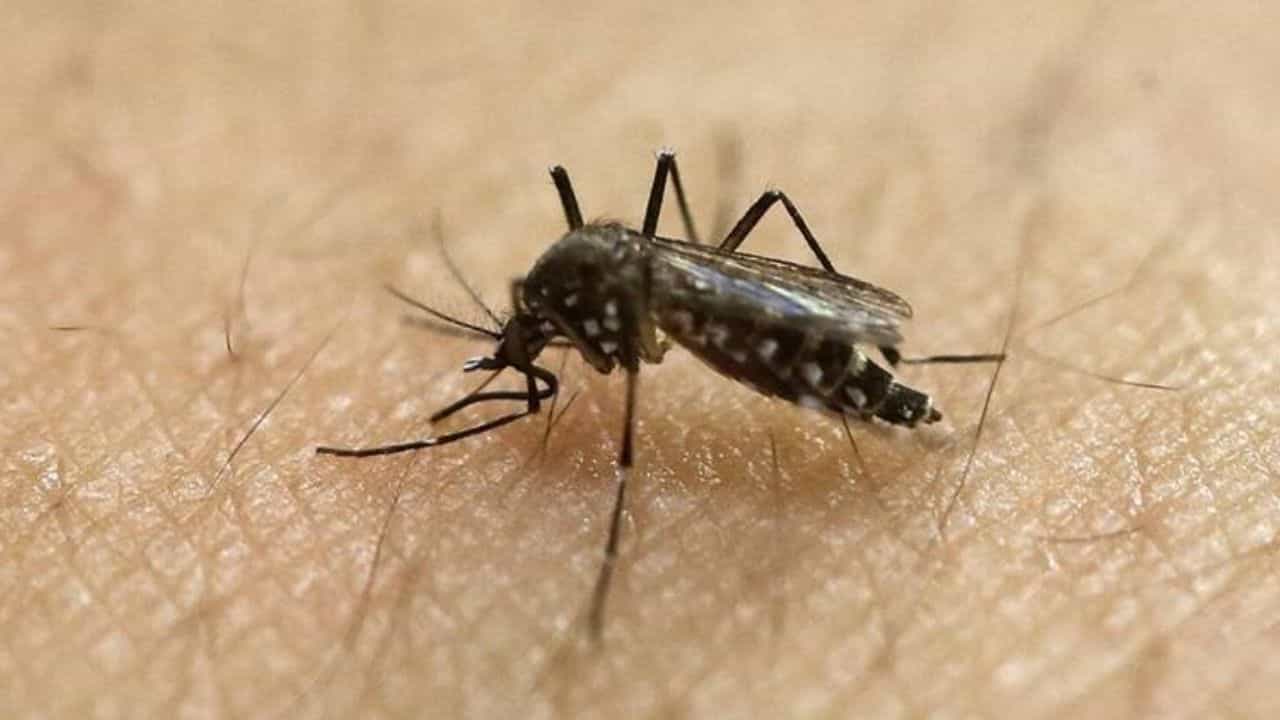 Dengue News Update: ডেঙ্গুর সংক্রমণ বাড়ছে! সেক্ষেত্রে কী কী উপায় আপনাকে অবশ্যই মেনে চলতে হবে জেনে নিন... Dengue News Update: ডেঙ্গুর সংক্রমণ বাড়ছে! সেক্ষেত্রে কী কী উপায় আপনাকে অবশ্যই মেনে চলতে হবে জেনে নিন...