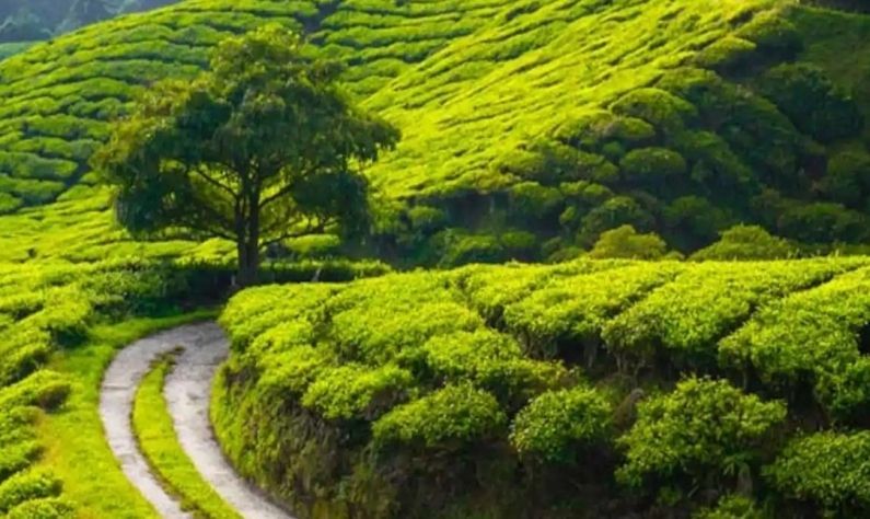 দার্জিলিংয়ের টি এসেস্ট- পাহাড়ের চূড়া, মনোরম পরিবেশ, প্রাণবন্ত একটি জায়গা হল দার্জিলিং। রয়েছে দারুণ সুন্দর সুন্দর সব মনোরম চা বাগান। ব্রিটিশ আমলের বাংলো, দার্জিলিং চায়ের সুমিষ্ট স্বাদ ও প্রিয়জনের সঙ্গে একান্তে সময় কাটানোর উপযুক্ত সময়।