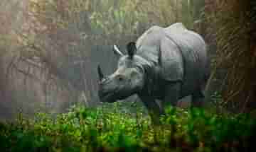 One-Horned Rhinos: দেশের এই ৫ জায়গাতেই শুধুমাত্র বিরল একশৃঙ্গ গণ্ডারের দেখা মেলে!