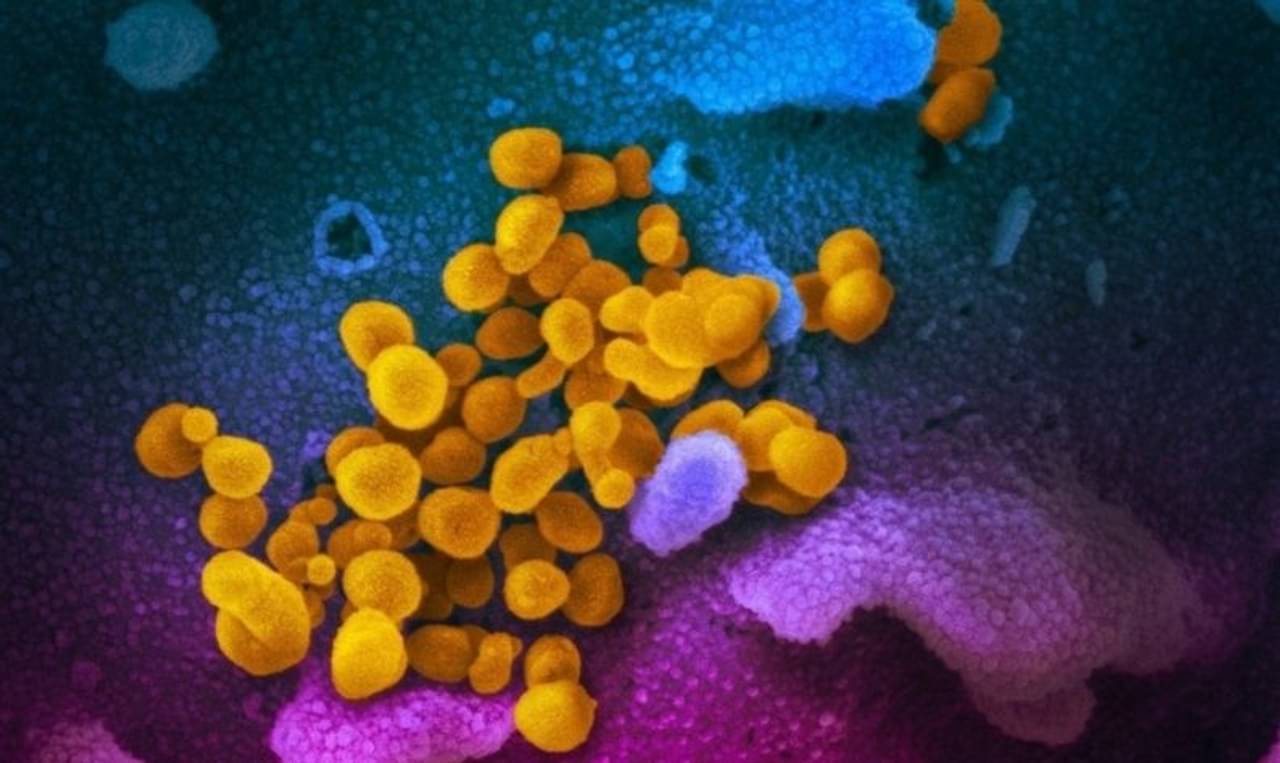 COVID 19: দ্রুত ছড়াচ্ছে ডেল্টা কোভিড ভ্যারিয়েন্ট! এখনও পর্যন্ত ১৮৫টি দেশ আক্রান্ত, জানাল  WHO