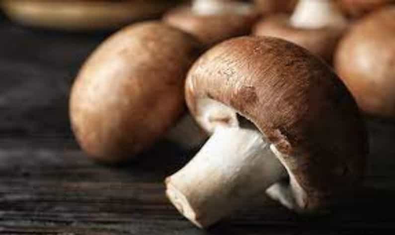 Fungi-Based Food: মানসিক অবসাদ বা ইমিউনিটি বৃদ্ধিতে এই 'সুপারফুড' একাই একশো! Fungi-Based Food: মানসিক অবসাদ বা ইমিউনিটি বৃদ্ধিতে এই 'সুপারফুড' একাই একশো!