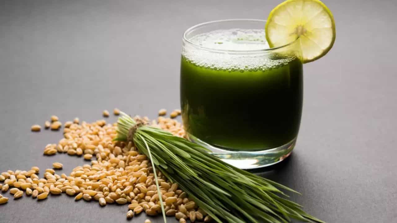 Wheatgrass Benefits: গম ঘাস খাওয়া ঠিক কতটা স্বাস্থ্যকর? বিশেষ বিশেষ ক্ষেত্রে এটা ক্ষতিকরও হতে পারে... Wheatgrass Benefits: গম ঘাস খাওয়া ঠিক কতটা স্বাস্থ্যকর? বিশেষ বিশেষ ক্ষেত্রে এটা ক্ষতিকরও হতে পারে...