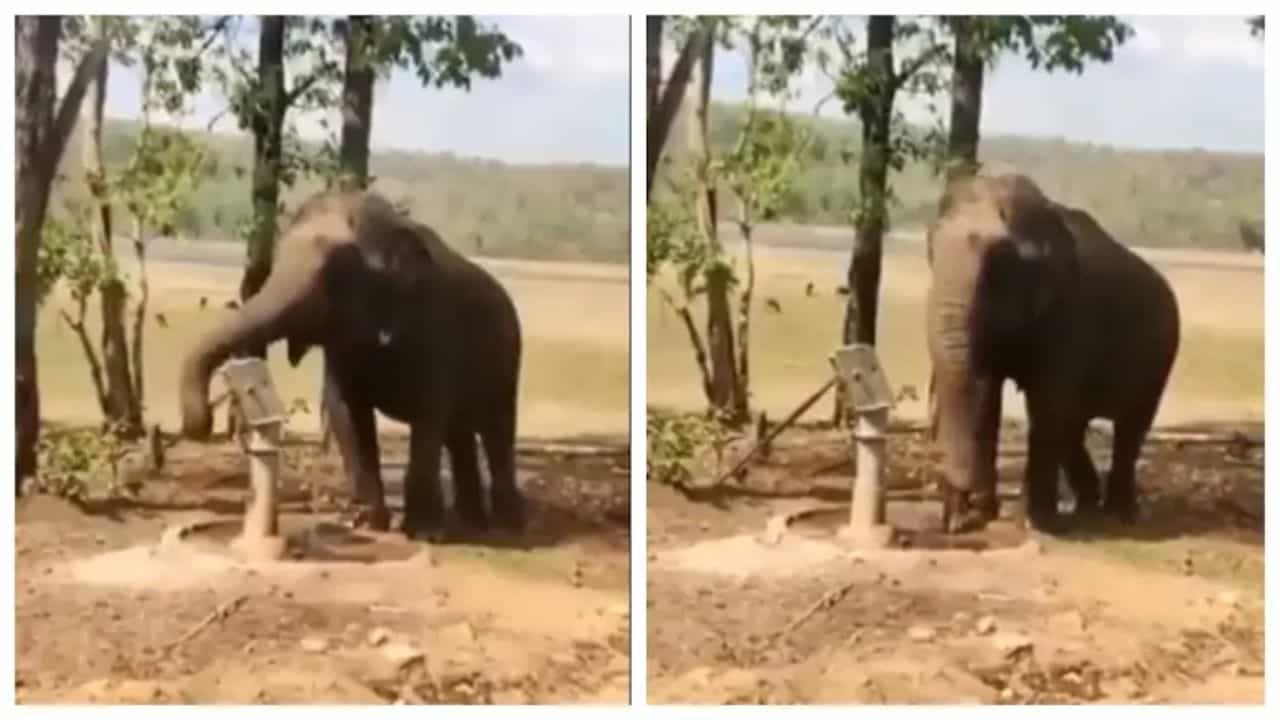 Viral Video: টিউবওয়েল থেকে জল বার করে খেল এক 'বুদ্ধিমান' হাতি!