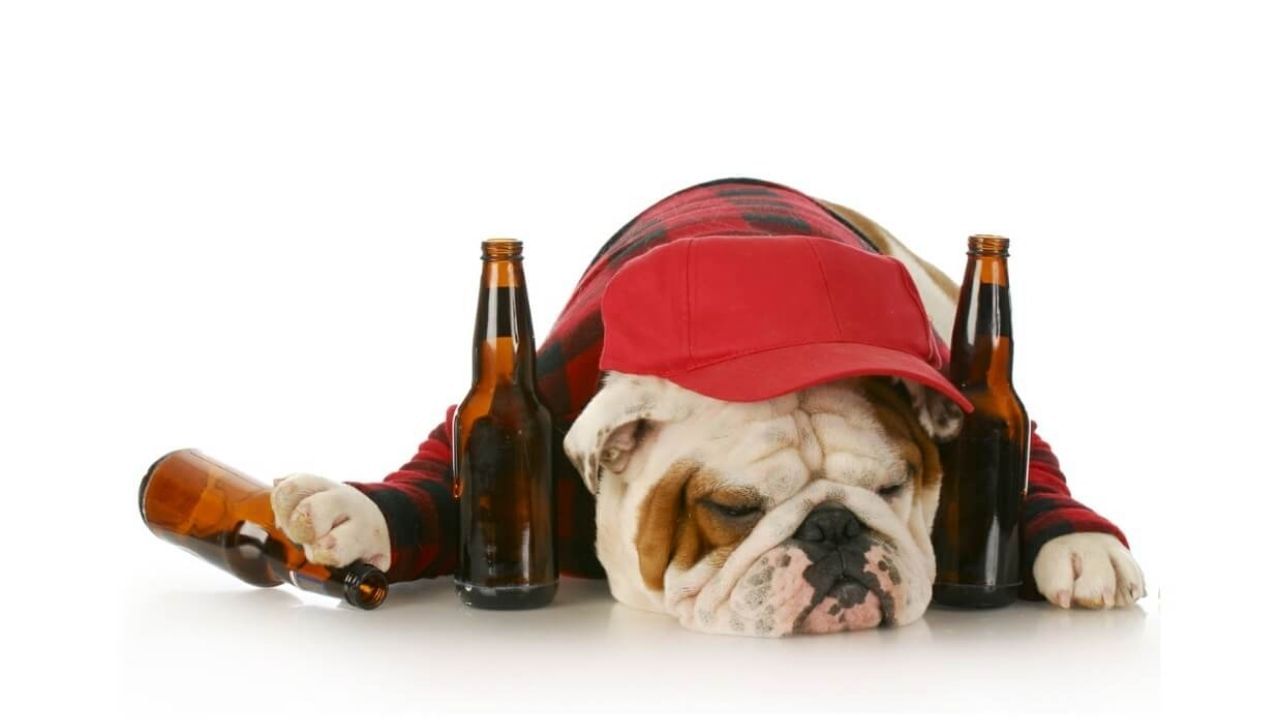 Dog Beer: এবার আপনার সঙ্গে মদ্যপানের আসরে যোগ দিতে পারবে আপনার পোষ্য!