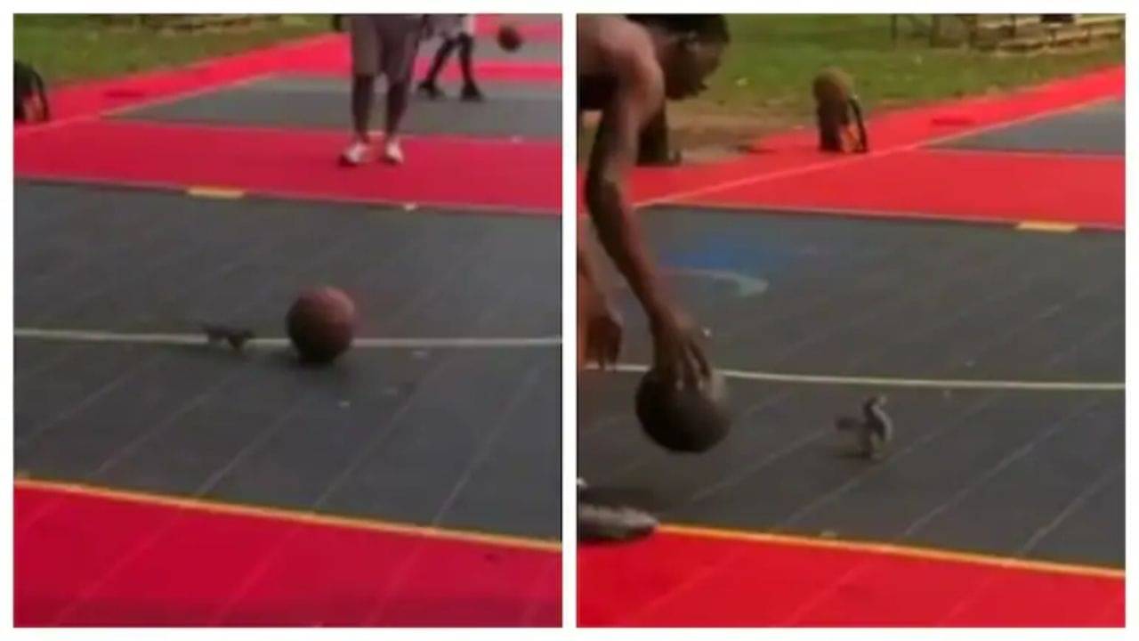 Viral Video: মানুষদের সঙ্গে বাস্কেটবল খেলল ছোট্ট কাঠবিড়ালি!