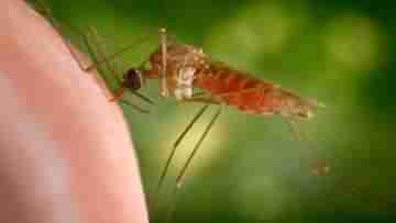 Dengue D2 Variation: ডেঙ্গুর সবথেকে ভয়ঙ্কর ভ্যারিয়েন্টের থেকে নিজেকে সুরক্ষিত রাখবেন কীভাবে, জেনে নিন...