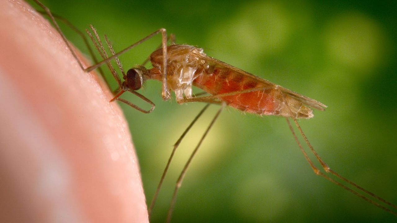 Dengue D2 Variation: ডেঙ্গুর সবথেকে ভয়ঙ্কর ভ্যারিয়েন্টের থেকে নিজেকে সুরক্ষিত রাখবেন কীভাবে, জেনে নিন...