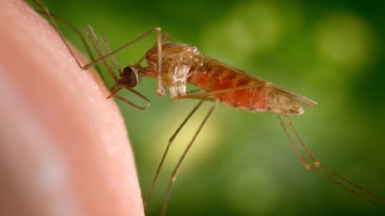 Dengue D2 Variation: ডেঙ্গুর সবথেকে ভয়ঙ্কর ভ্যারিয়েন্টের থেকে নিজেকে সুরক্ষিত রাখবেন কীভাবে, জেনে নিন... Dengue D2 Variation: ডেঙ্গুর সবথেকে ভয়ঙ্কর ভ্যারিয়েন্টের থেকে নিজেকে সুরক্ষিত রাখবেন কীভাবে, জেনে নিন...