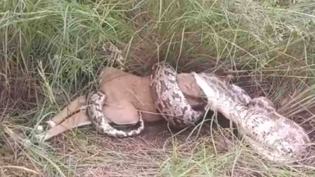 Viral Video: ৮ ফুটের অজগর জ্যান্ত গিলে নিল একটি হরিণকে! ভিডিয়ো ভাইরাল হল সোশ্যাল মিডিয়ায়