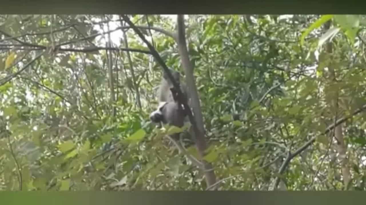 Viral Video: কুকুরের অপহরণ করল বানর! তিন দিন ধরে জিম্মায় রাখল কুকুরটিকে, কী হল তারপর?