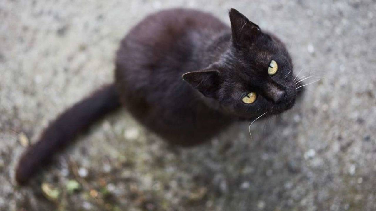 Healthy Superstition: সমাজে প্রচলিত কিছু কুসংস্কার কিন্তু আপনার জন্য আদপে স্বাস্থ্যকর...