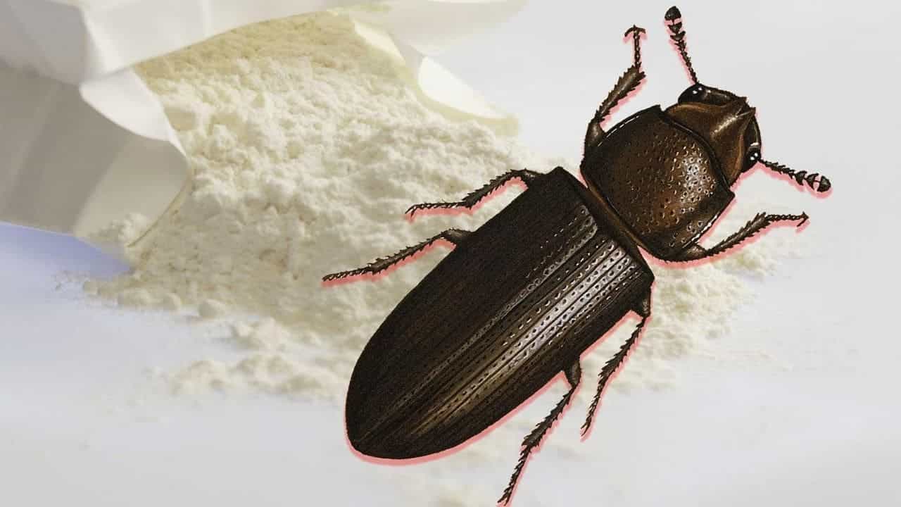 Protect Atta from Insects: আটা বা ময়দাকে পোকামাকড়ের উপদ্রব থেকে বাঁচাবেন কীভাবে, জেনে নিন... Protect Atta from Insects: আটা বা ময়দাকে পোকামাকড়ের উপদ্রব থেকে বাঁচাবেন কীভাবে, জেনে নিন...