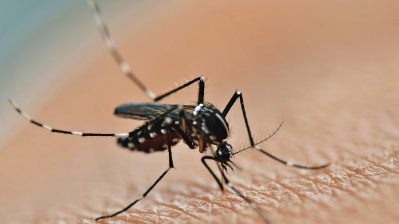 Dengue: শহরে আরও এক প্রাণ কাড়ল ডেঙ্গু, সাবধান হোন! শক্তি বাড়াচ্ছে নয়া 'আপদ'
