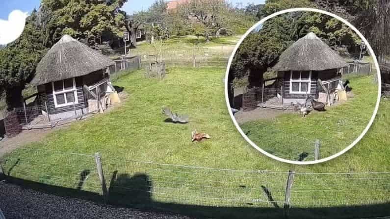 Viral Video: বন্ধুত্বের বেনজির ঘটনা...বাজপাখির কবল থেকে মুরগিকে বাঁচাল এক মোরগ আর এক ছাগল!