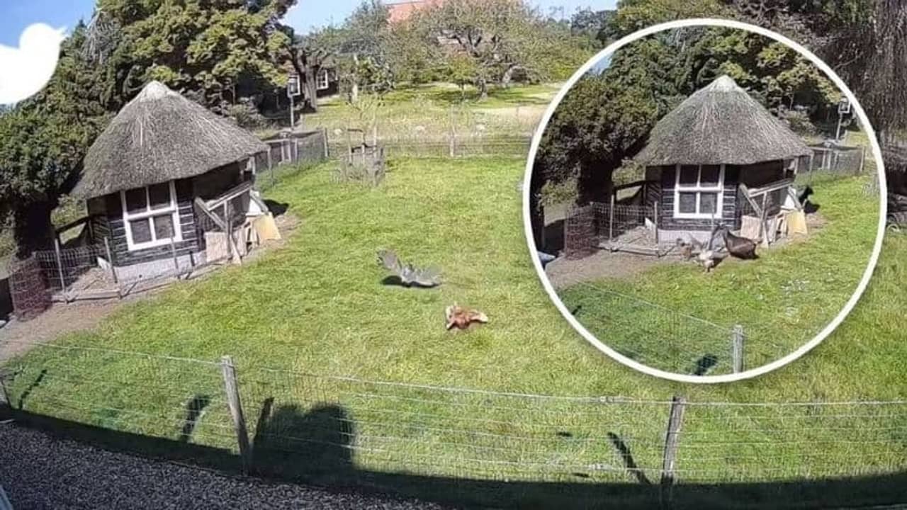 Viral Video: বন্ধুত্বের বেনজির ঘটনা...বাজপাখির কবল থেকে মুরগিকে বাঁচাল এক মোরগ আর এক ছাগল!