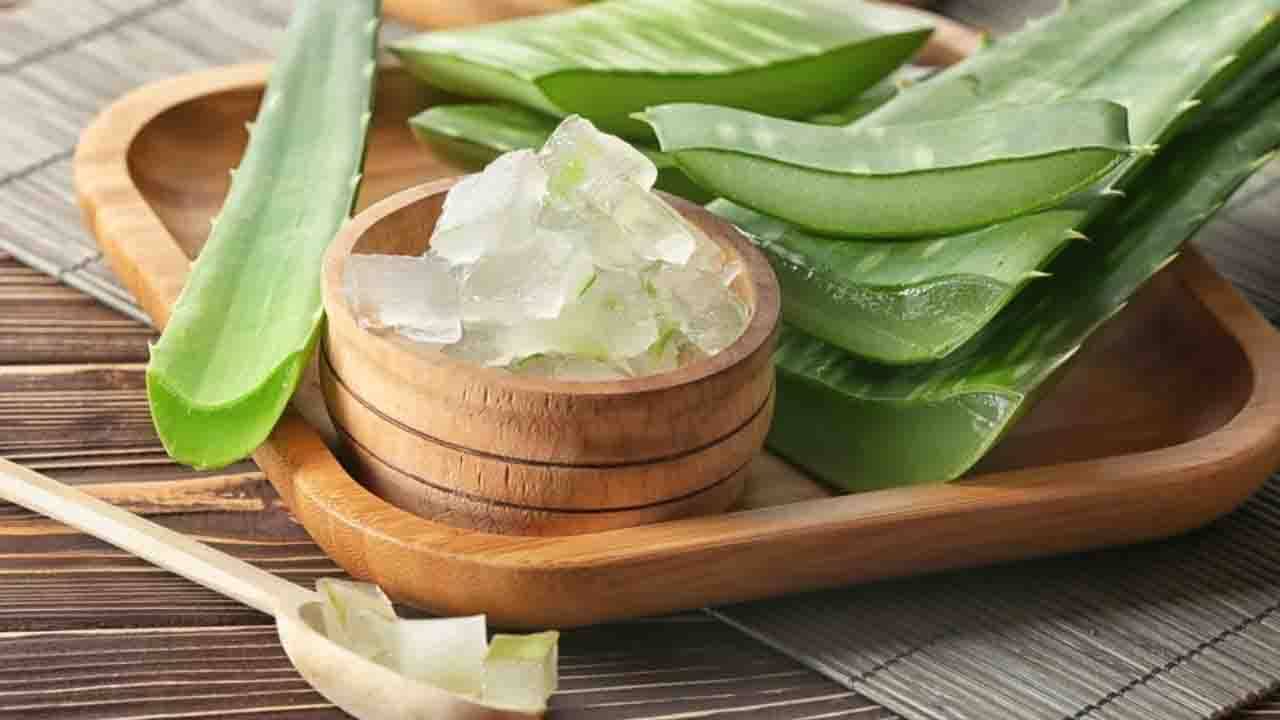 Aloe Vera For Diabetes: ডায়বেটিস রোগীদের জন্য সুখবর! ডায়েটে যোগ করুন অ্যালোভেরাকে