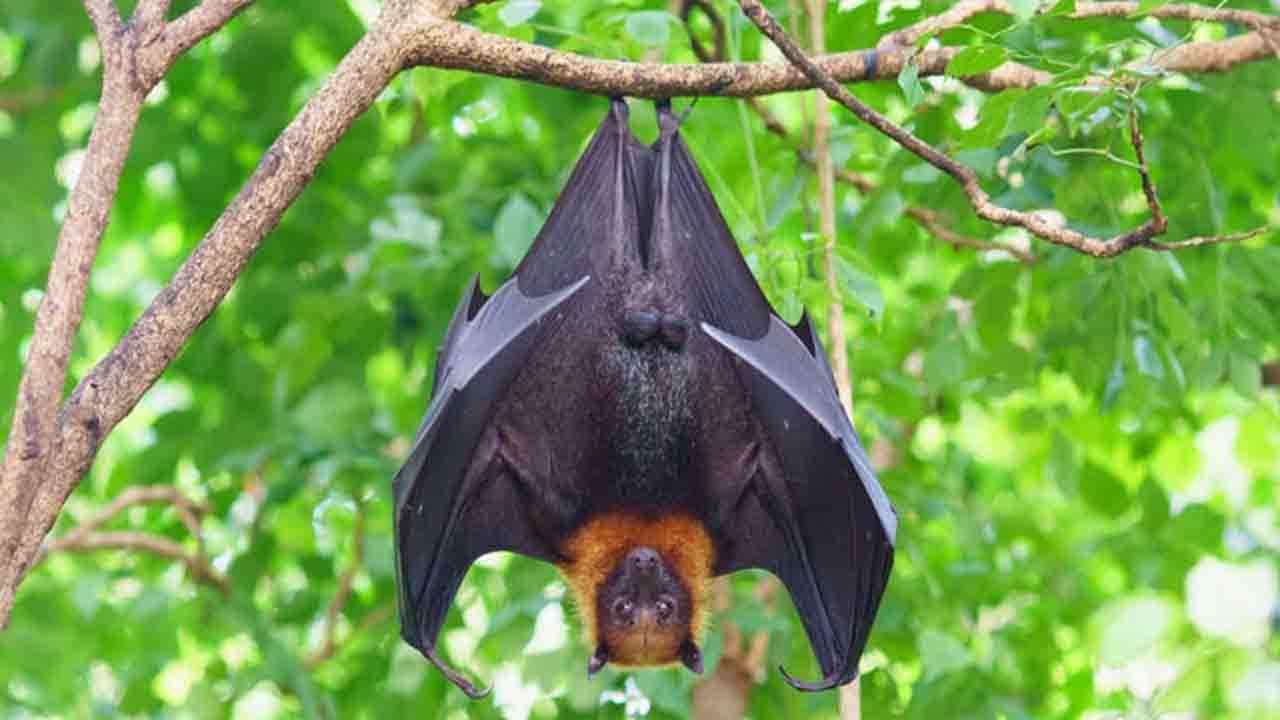 Viral Video: মহিলার পরনের জিন্স থেকে ঝুলছে বাদুড়! দেখুন ভাইরাল ভিডিয়ো