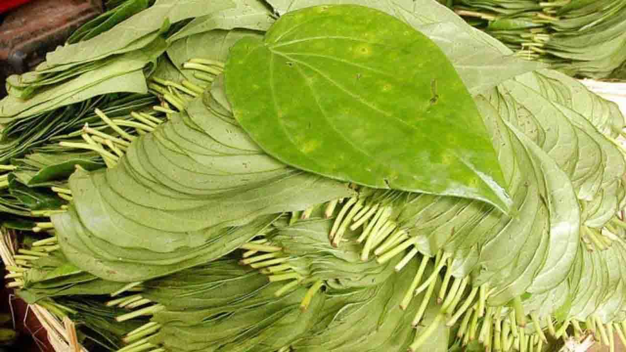 Betel Leaf: জানেন কি মৌখিক স্বাস্থ্যের ওপর দারুণ প্রভাব ফেলে পান গাছের পাতা? Betel Leaf: জানেন কি মৌখিক স্বাস্থ্যের ওপর দারুণ প্রভাব ফেলে পান গাছের পাতা?