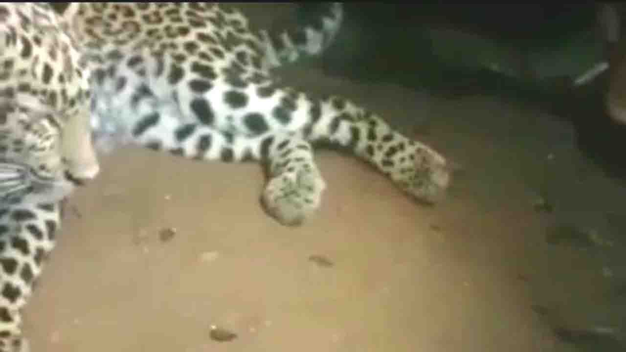 Leopard: রাতের অন্ধকারে ঘরে 'অতিথি' চিতাবাঘ! বসে বসে দিব্যি খেল আদর
