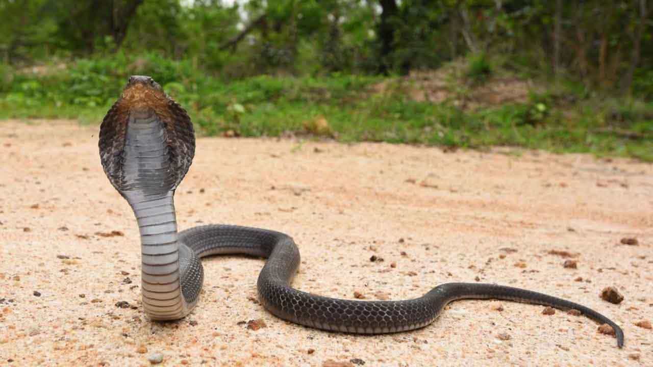 Viral Video: সাপকে অনুরোধ বৃদ্ধার! দয়া করে বাড়ি থেকে বেরিয়ে যাও, ভিডিয়ো ভাইরাল Viral Video: সাপকে অনুরোধ বৃদ্ধার! দয়া করে বাড়ি থেকে বেরিয়ে যাও, ভিডিয়ো ভাইরাল