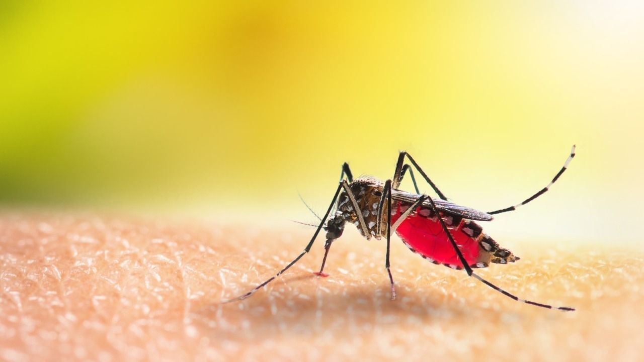Dengue News Update: করোনা আবহে বেড়ে চলেছে ডেঙ্গির সংক্রমণ! জেনে নিন ডেঙ্গির সঙ্গে করোনার উপসর্গের তফাৎ কোথায়