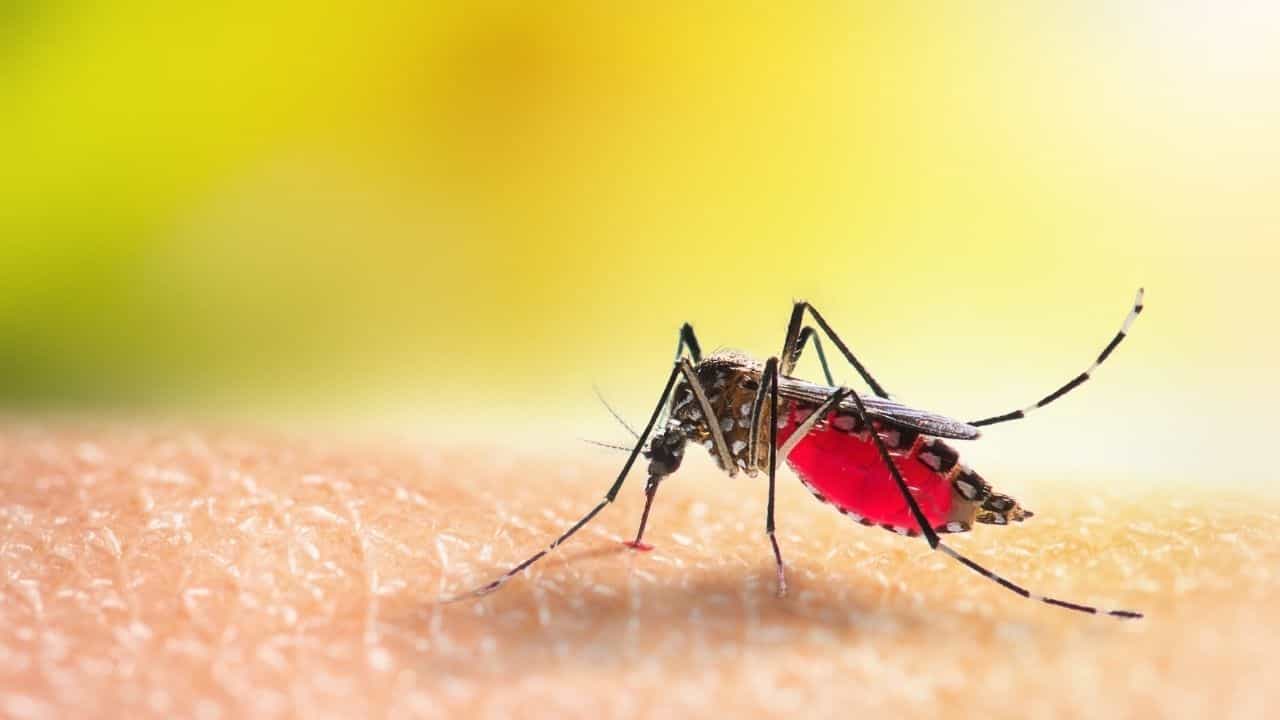 Dengue News Update: করোনা আবহে বেড়ে চলেছে ডেঙ্গির সংক্রমণ! জেনে নিন ডেঙ্গির সঙ্গে করোনার উপসর্গের তফাৎ কোথায় Dengue News Update: করোনা আবহে বেড়ে চলেছে ডেঙ্গির সংক্রমণ! জেনে নিন ডেঙ্গির সঙ্গে করোনার উপসর্গের তফাৎ কোথায়