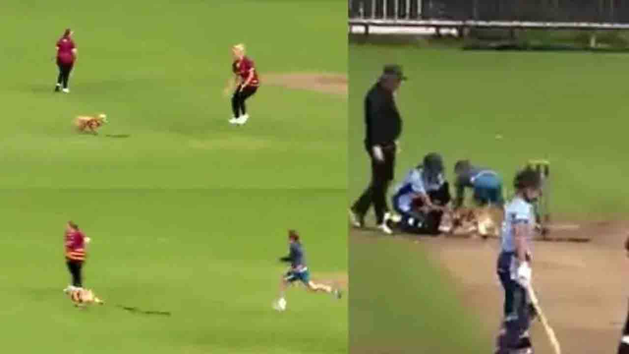 Viral Video: অল-আয়ারল্যান্ড টি-২০ কাপের একটি ম্যাচে ফিল্ডিং করতে নামল একটি পোষ্য কুকুর! দেখুন ভাইরাল ভিডিয়ো