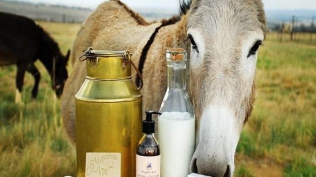 Donkey Milk: ত্বকের ওপর গাধার দুধের এই উপকারিতা গুলি জানলে অবাক হয়ে যেতে পারেন!