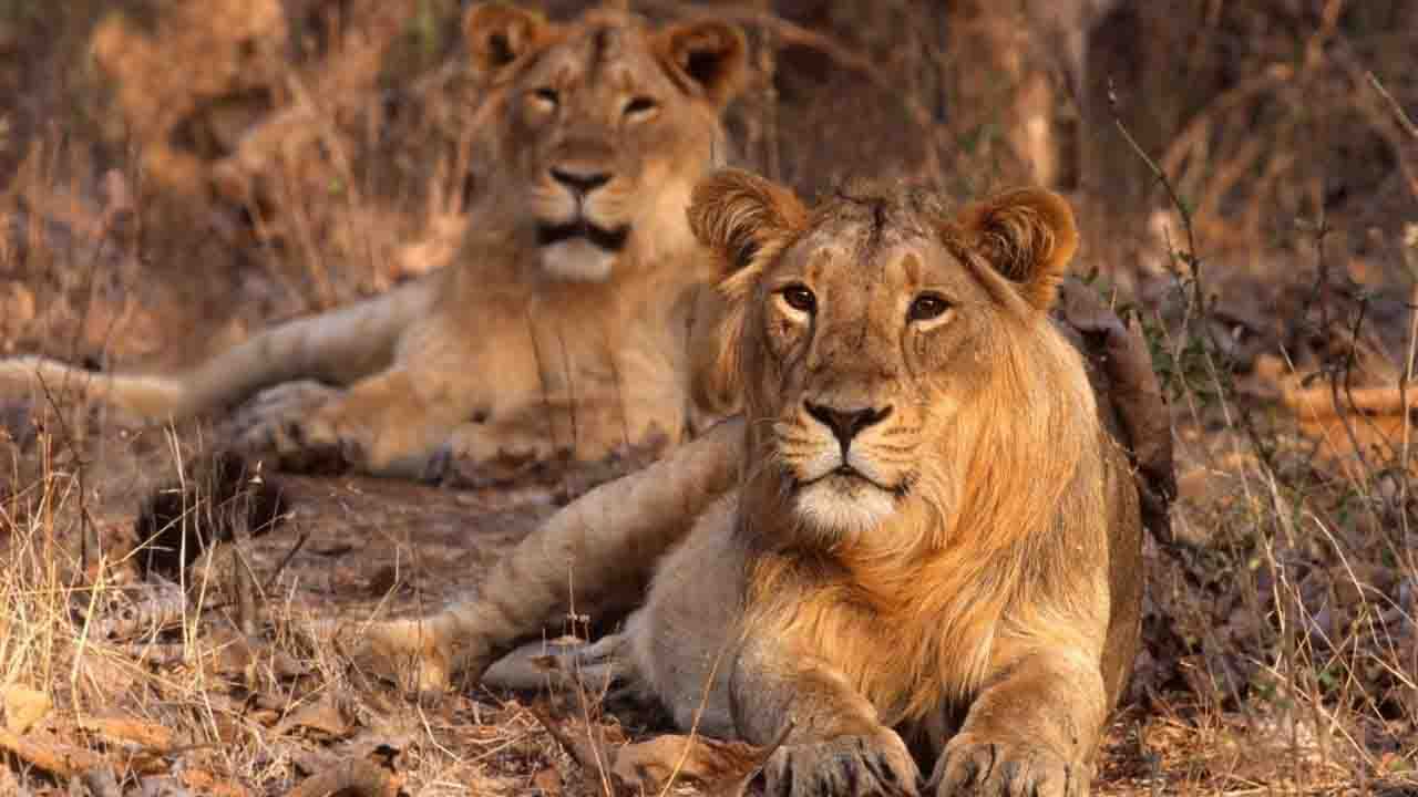 গির জাতীয় উদ্যান: গুজরাটের গির জাতীয় উদ্যান এশিয়াটিক সিংহদের জন্য একমাত্র অবশিষ্ট বাড়ি। এই সিংহগুলির সংরক্ষণ জুনাগধের নবাব দ্বারা শুরু করা হয়েছিল যখন এগুলি শিকারের কারণে বিলুপ্তির পথে ছিল। এখানে চিতাবাঘ, চৌসিঙ্গা, দাগযুক্ত হরিণ, হায়না, সাম্বার হরিণের মত একাধিক প্রাণীর দেখা পাওয়া যায়।