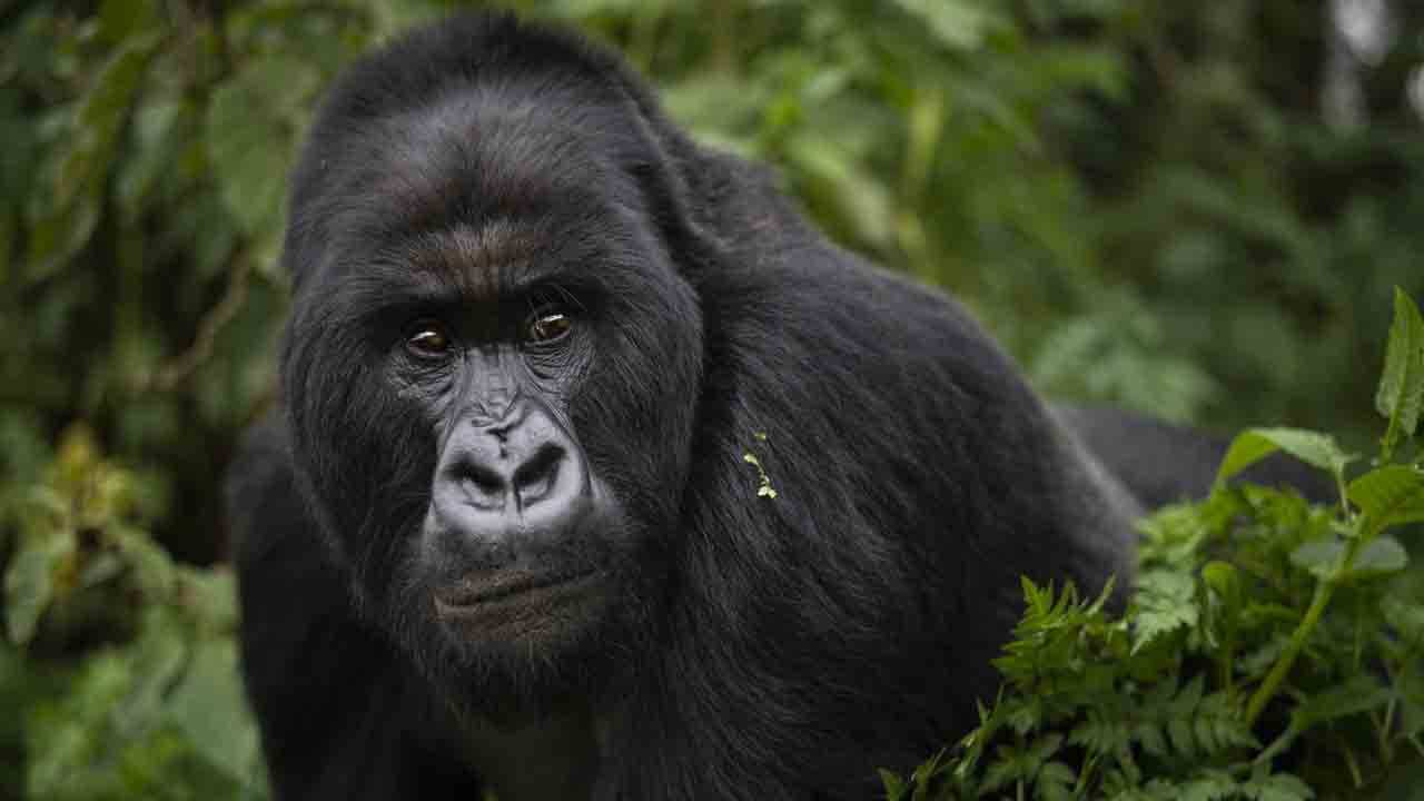 Covid-19 positive: সর্দি, কাশি, খিদেও নেই তেমন! করোনার হাত থেকে নিস্তার পেল না গরিলারাও