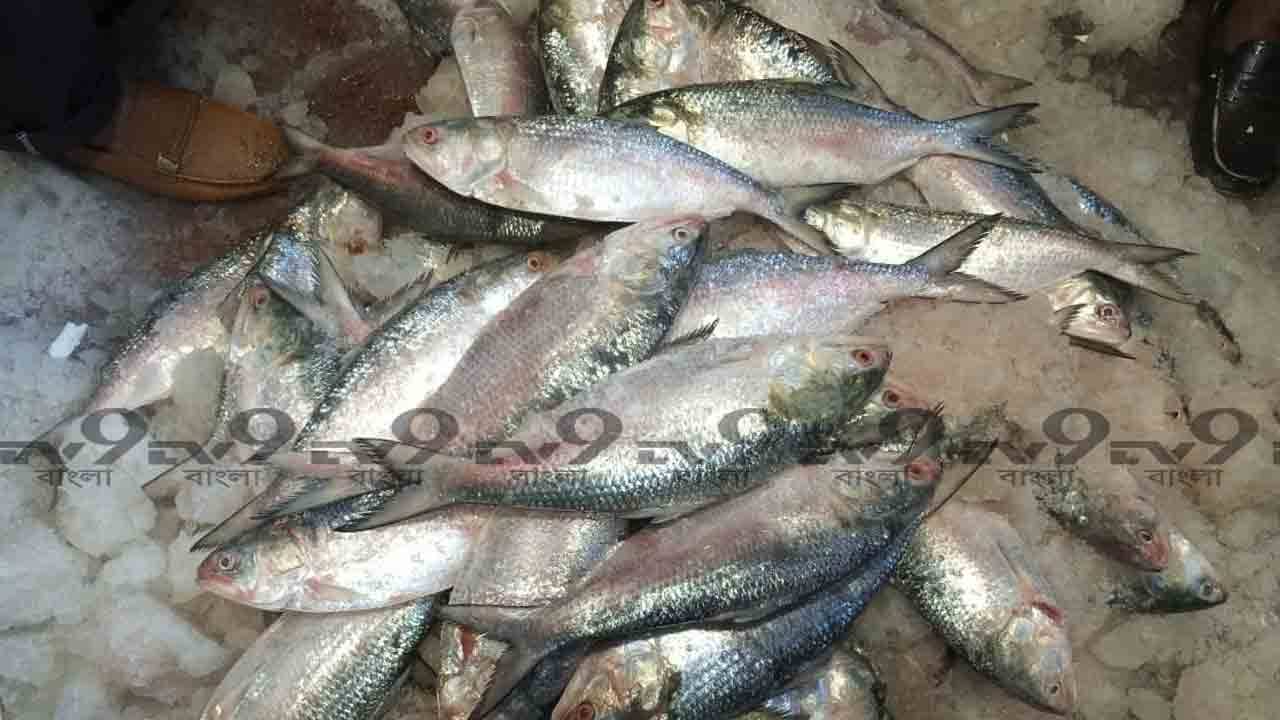 Bangladesh Hilsa: সকাল থেকে থলে হাতে হাওড়ার বাজারে ভিড়, দেদার বিকোচ্ছে পদ্মার ইলিশ