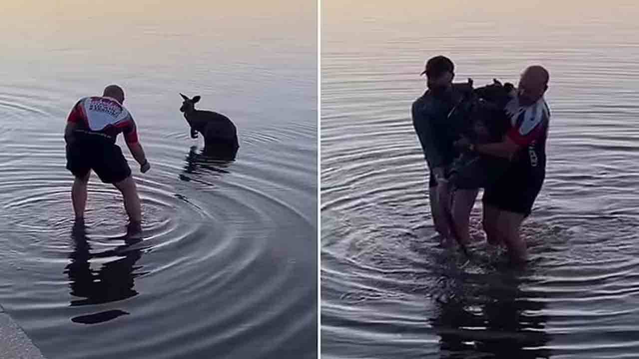 Viral Video: হিমশীতল হ্রদে ডুবতে বসেছিল ক্যাঙ্গারু! উদ্ধার করলেন দুই যুবক, মানবতার নজির