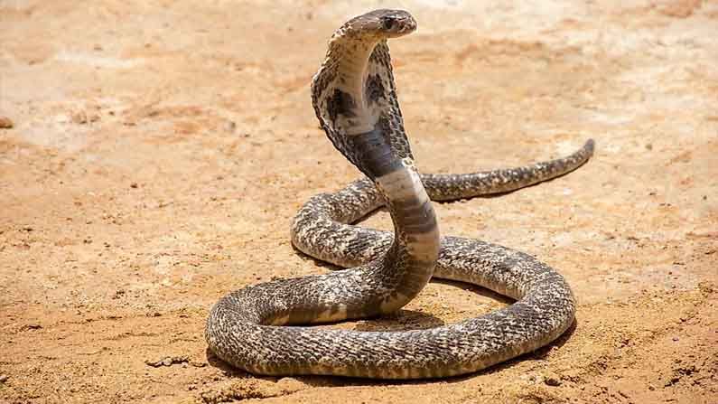 Viral Video: খালি হাতে কিং কোবরা ধরতে গেলে কী হবে জানেন? দেখুন ভিডিয়ো