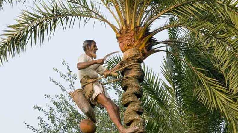 তবে হাব হলেও মূল রসদ খেজুর গুড়ে যাতে কোনও রকম ভাটা না পড়ে সে কারণে জয়নগরের বিভিন্ন এলাকায় নতুন করে খেজুর গাছ বসানো শুরু হয়েছে। রাধাবল্লভতলায় এরকম প্রায় একশোটি খেজুর গাছ বসানো হয়েছে ইতিমধ্যেই। পুরসভার ১১ নম্বর ওয়ার্ড দিয়ে শুরু হলেও ধীরে ধীরে অন্যান্য এলাকাতেও এই খেজুর চারা বসানো হবে।