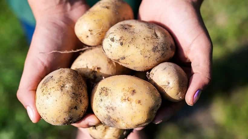 Health Tips: পুষ্টি থাকা সত্ত্বেও অত্যধিক পরিমাণে আলু খেলে হতে পারে ক্যান্সার!