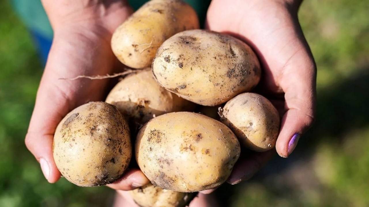 Health Tips: পুষ্টি থাকা সত্ত্বেও অত্যধিক পরিমাণে আলু খেলে হতে পারে ক্যান্সার!