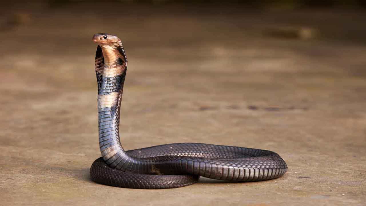 Viral Video: বারান্দায় হাঁটছিলেন মহিলা, হঠাৎই গাছের টব থেকে লাফিয়ে বেরলো সাপ! তারপর... Viral Video: বারান্দায় হাঁটছিলেন মহিলা, হঠাৎই গাছের টব থেকে লাফিয়ে বেরলো সাপ! তারপর...