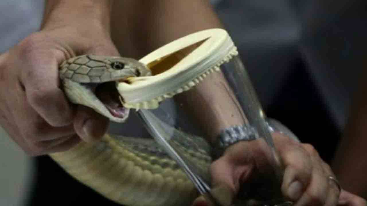 বিষের দামই ১৩ কোটি! বাংলা থেকে গন্তব্য চিন... তদন্তে চোখ ছানাবড়া বনকর্মীদের