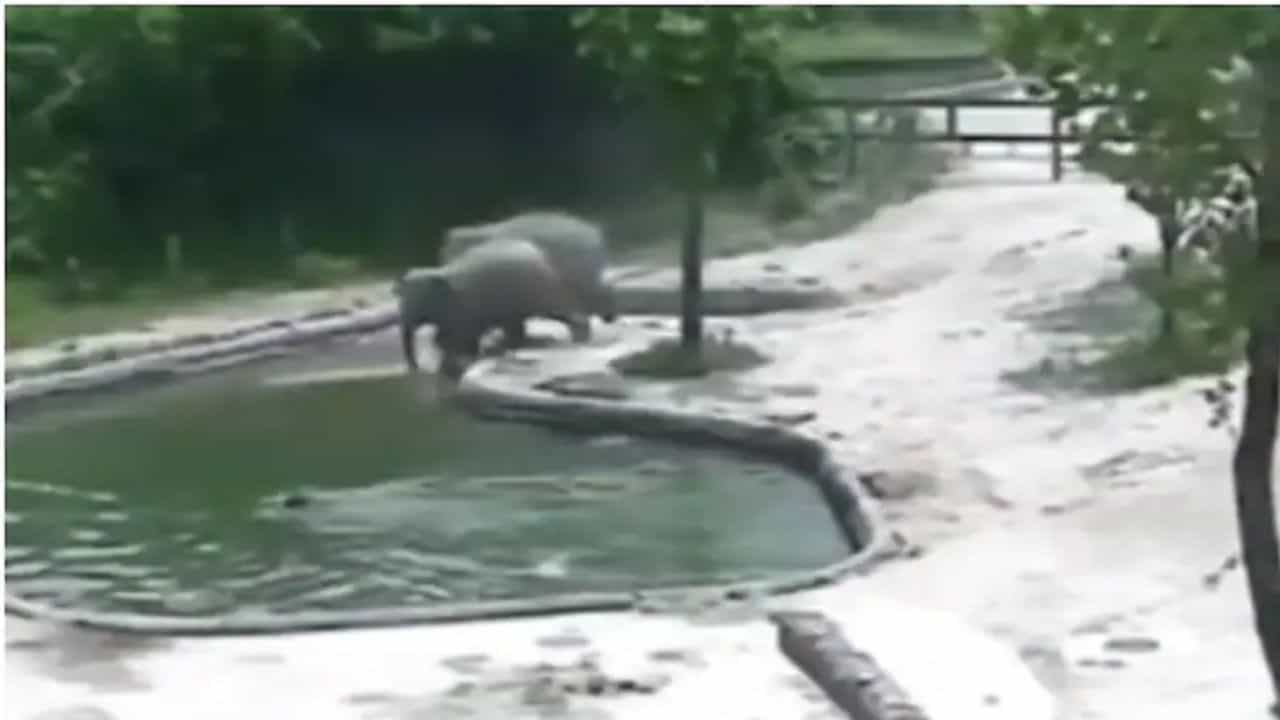 Viral Video: জলাশয়ে পরে যাওয়া ছোট্ট হাতিকে তার পরিবার দ্বারা বাঁচানোর ভিডিয়ো ভাইরাল হল সোশ্যাল মিডিয়ায়!
